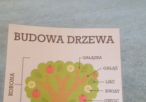 Budowa drzewa