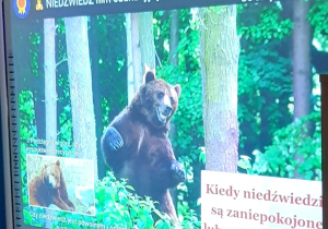 Film edukacyjny o niedźwiedziu