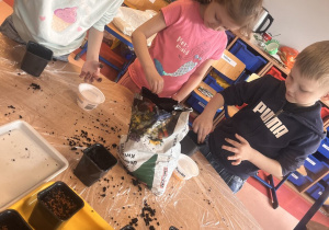 Dzieci wsypują nasiona rzeżuchy do doniczki.