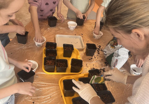 Kolejna grupa kończy swoją prace -uzupełnia doniczki ziemią i nasionami.