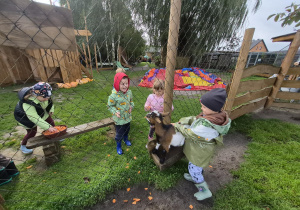 karmienie zwierząt marchewką