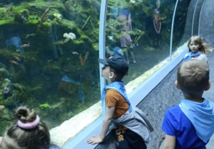 Oglądanie rybek w akwarium.