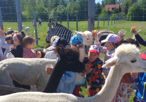 Dzieci idą karmić alpaki