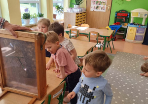 Dzieci oglądają pszczoły w ulu