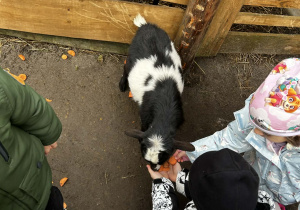 Dzieci karmią zwierzęta marchewką