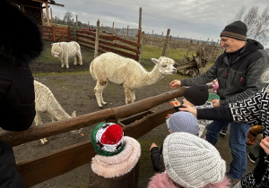 Dzieci obserwują alpaki